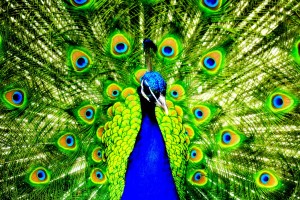 stunning-peacock-colorful-features-hd-wallpaper-vvallpapernet